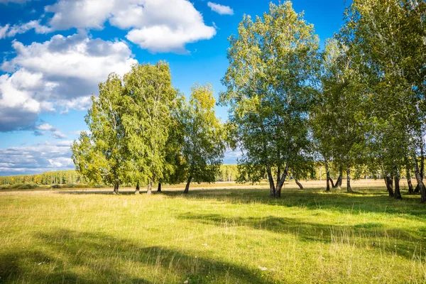 Kilátás Gyönyörű Zöld Fák — Stock Fotó