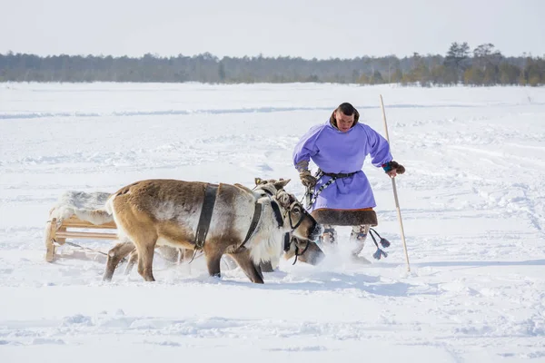 Russkinskaya, รัสเซีย 24 มีนาคม ค.ศ. 2018 ชายชาวคานธีในเสื้อผ้าแห่งชาติทางตอนเหนือทําให้กวางเรนเดียสงบด้วยเชือกและไม้ เทศกาลขี่ม้าเรนเดียร์ . — ภาพถ่ายสต็อก