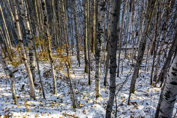 Las Wybrzeża Szybko Rzeki Syberyjskiej Taiga — Zdjęcie stockowe