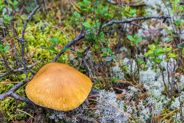 Вкусный желтый гриб под сосновыми ветвями растет на мху в лесу . — стоковое фото