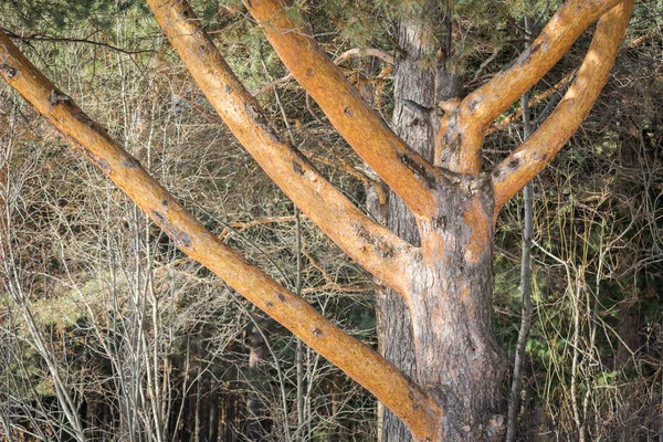 Largas ramas amarillas de pino crecen en el bosque . — Foto de Stock