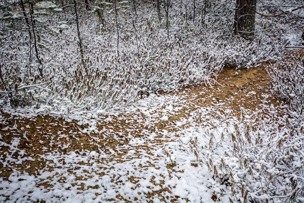 Floresta de inverno fada — Fotografia de Stock