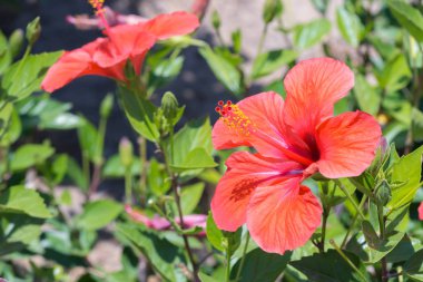 Uzun kırmızı çiçekler ile kaynaklanıyor.