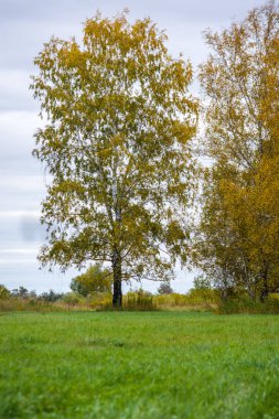 Güneşli günde güzel yeşil ağaçlar