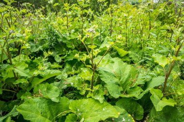Parlak yeşil doğa çiçekleri.