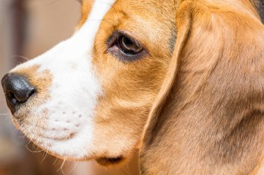 Küçük bir dost köpek profilinde Portre