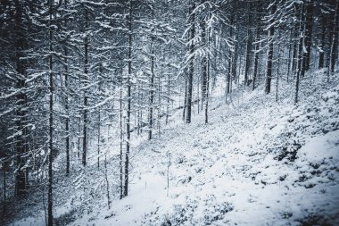 Peri kış ormanı peyzaj.
