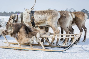 Kış değirmeninde kürk kızalanın yanında koşum da asil reindeer.