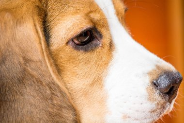 Küçük bir dost köpek profilinde Portre