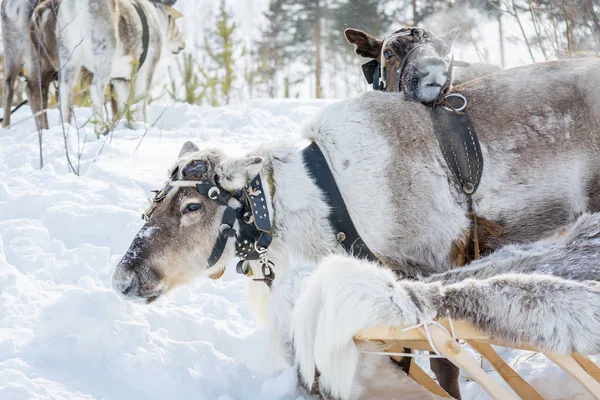 Renar i sele med päls slädar på vinterkvarn i Sibirien. — Stockfoto