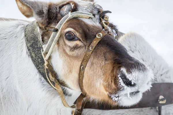 Noble deer in Siberian camp in winter.