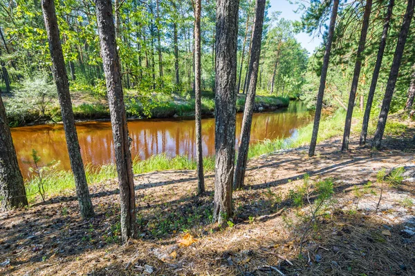 Prachtige Kust Met Vloeiende Rode Rivier Tussen Dennenbomen Bos — Stockfoto
