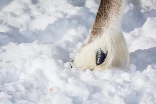 Дах диких оленів на білому снігу . — стокове фото