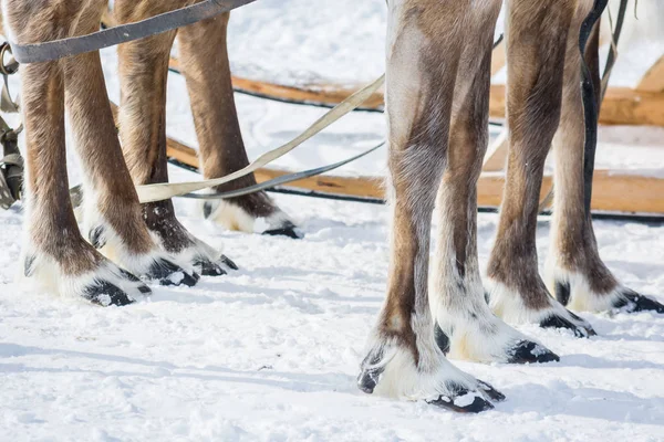 Shaggy legs with hoofs of taiga deer stand on snow in winter camp of Siberia.