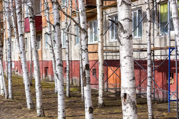 woods and White birch home.