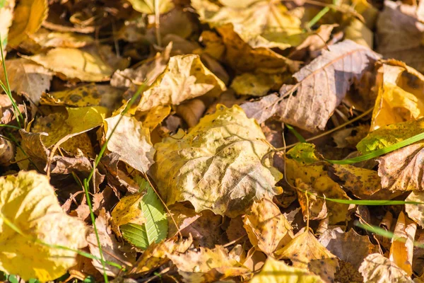 Gula löv stupade från Björk träd på en höst dag. — Stockfoto