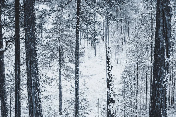 요정 겨울 숲 — 스톡 사진