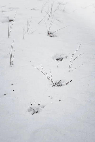 Dog\'s traces on the white snow in the winter forest.