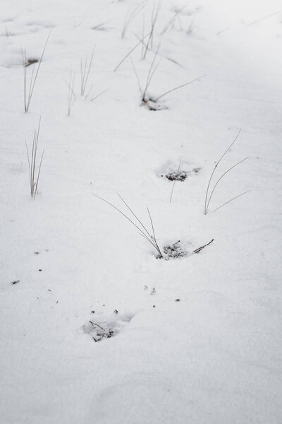 Dog's traces on the white snow in the winter forest.