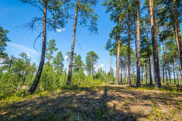 Bosque Pino Contra Cielo Azul — Foto de Stock