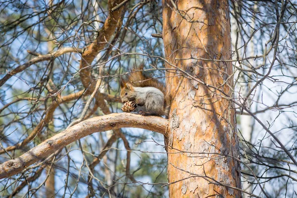 Ardilla rápida come cono de cedro en pino en madera de primavera con cola esponjosa — Foto de Stock