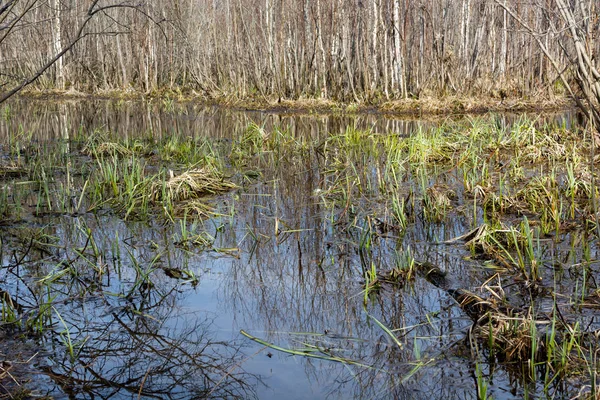 Moeras Het Bos — Stockfoto