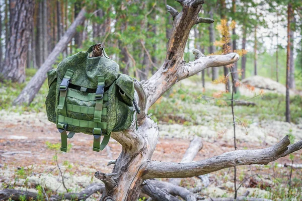 Small travel backpack hanging on dry bark in woods in summer. — Stock Photo, Image