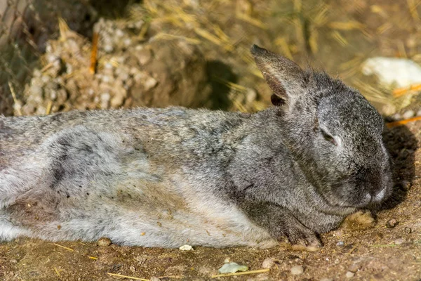 Conejo Gris Cansado Tratando Dormir — Foto de Stock