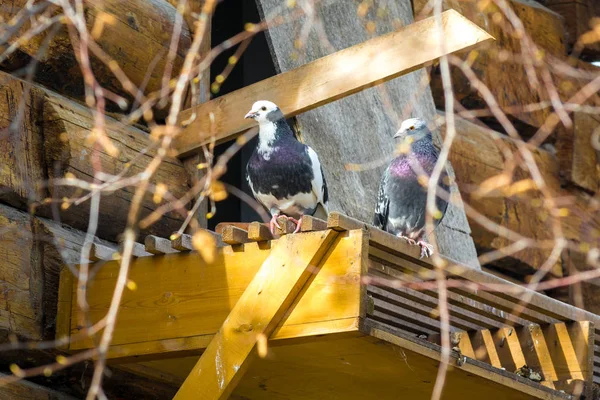 Duas Belas Pombas Sentadas Telhado Uma Casa Madeira — Fotografia de Stock