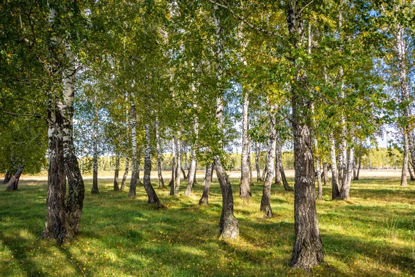 Kilátás Gyönyörű Zöld Fák — Stock Fotó