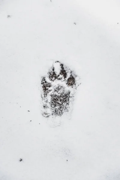 Dog\'s trace on the white snow in the winter forest.