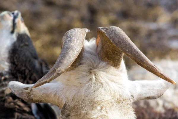 White Goat With Horns And Beard Close Up图库照片 免版税white Goat With Horns And Beard Close Up图片 Depositphotos