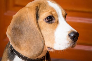 Büyük kulaklı güzel kırmızı köpek portresi