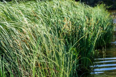Güneşli bir günde gölde güzel yeşil çimenler.