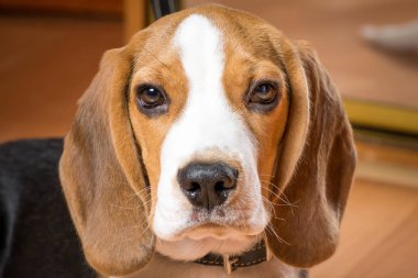 Küçük bir av köpeği portresi