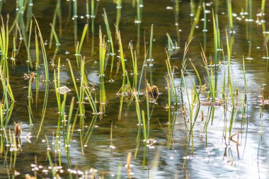 Su birikintisinde yeşil çimenler.