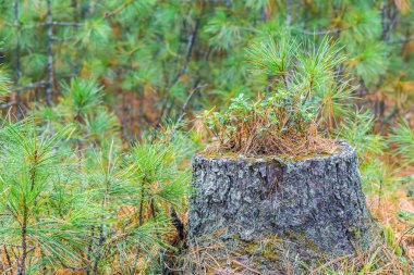 Yeşil ormanda çam ağaçları ile güzel kütük.