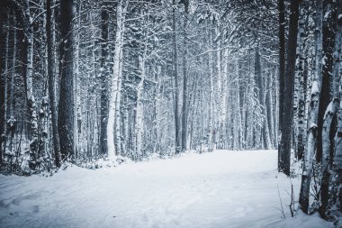 Parkta güzel kış ormanı.
