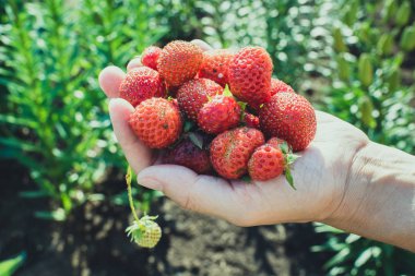 Kadın elinde çok güzel kırmızı çilek.