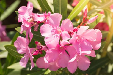 Güzel pembe çiçekler güneş ışığı altında çiçek açtı