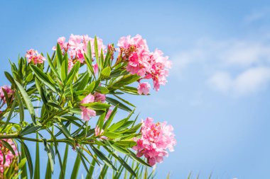 Mavi gökyüzüne karşı parlak pembe çiçeklerile yeşil dal.