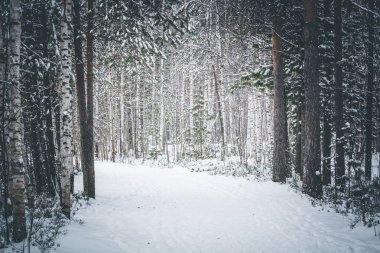 Parkta güzel kış ormanı.