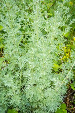 büyüyen yeşil çim yakın