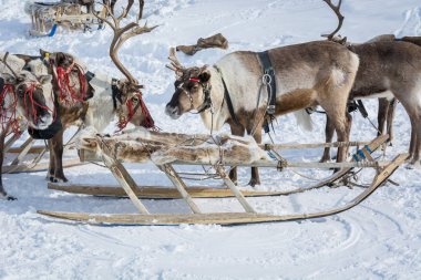 Kış değirmeninde kürk kızalanın yanında koşum da asil reindeer.