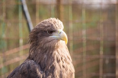 Kafes hayvanat bahçesinde güzel kartal.
