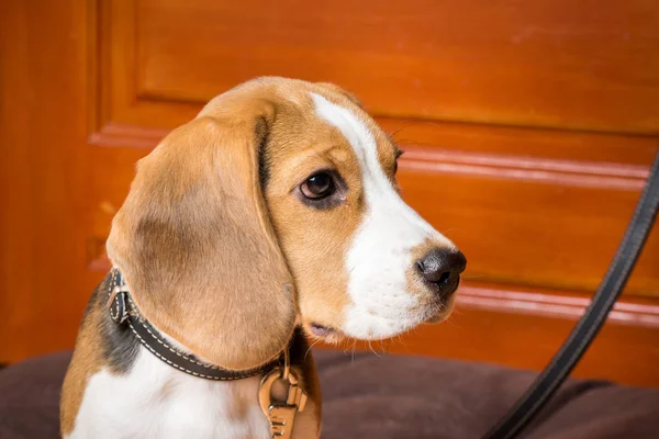 Porträtt av en vacker röd hund med stora öron — Stockfoto