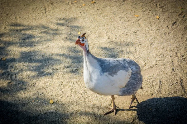 Turquia Caminha Areia Zoológico — Fotografia de Stock