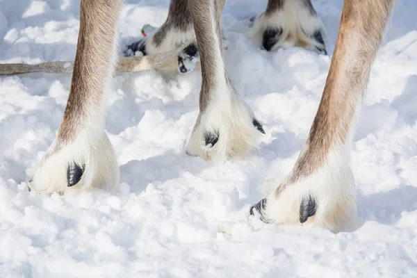 Shaggy hoofs of reindeer on snow in the winter camp of Siberia.