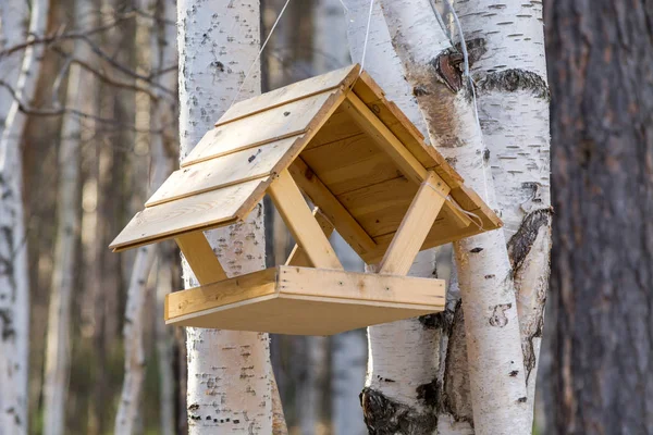 Beautiful Feeder Birds Squirrels Woods — Stock Photo, Image