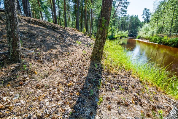 Tepi Curam Dengan Sungai Berlumpur Mengalir Antara Pohon Pinus Hutan — Stok Foto